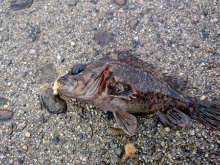 アサリのむき身