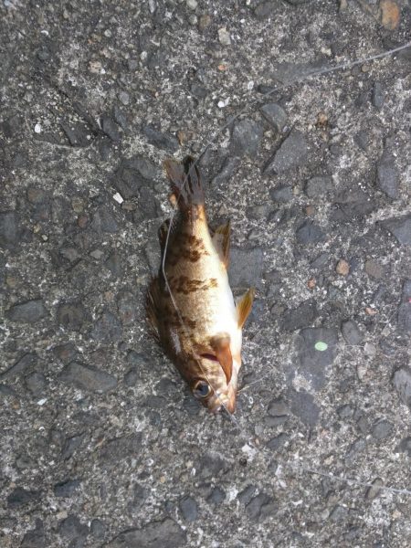 スズメダイ、メバル