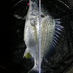 南港フェリーでヘチ釣行 （台風後のキビレチヌ3匹,ガシラ７匹釣果）