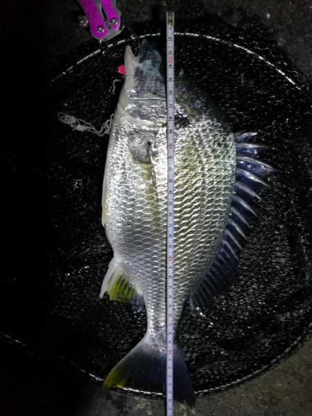 南港フェリーでヘチ釣行 （台風後のキビレチ…