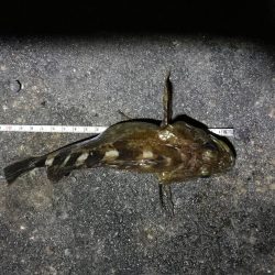 南港フェリーでヘチ釣行 （なんとかキビレチヌ（36.5cm他）ガシラ頭20ｃｍ5匹釣果）