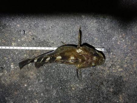 南港フェリーでヘチ釣行 （なんとかキビレチヌ（36.5cm他）ガシラ頭20ｃｍ5匹釣果）