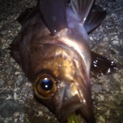 加太で小さな梅雨メバル7匹