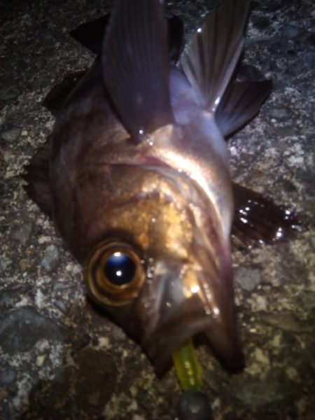 加太で小さな梅雨メバル7匹