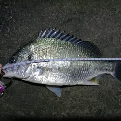 南港フェリーでヘチ釣行 （キビレチヌ（36cm他）小ガシラ釣果）