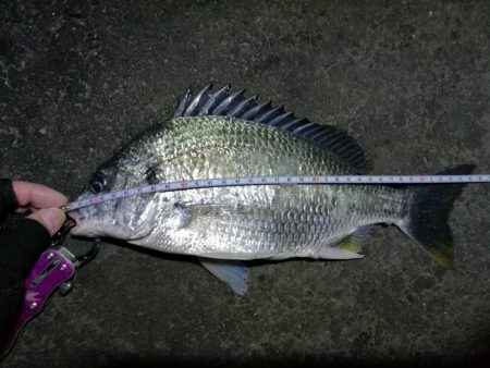 南港フェリーでヘチ釣行 （キビレチヌ（36…