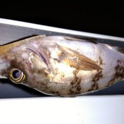 梅雨メバルを求めて