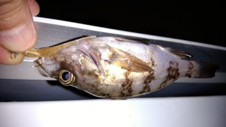 梅雨メバルを求めて