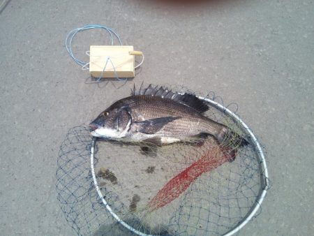 落とし込みで初めてのチヌ！