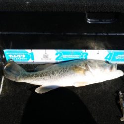 シャローアラバマ