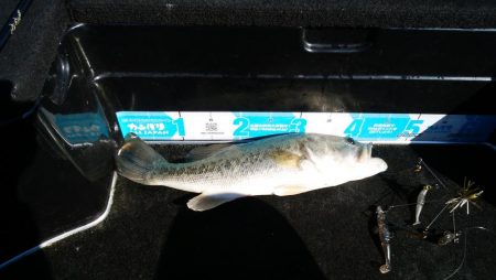 シャローアラバマ