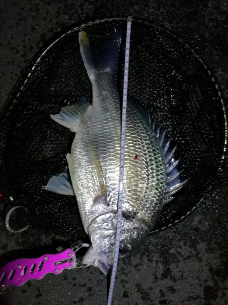 南港カモメ大橋のヘチ釣行 （久々の40up…