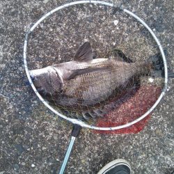 2日連続　落とし込みでチヌ！