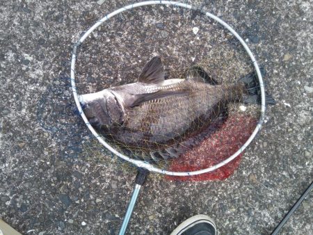 2日連続　落とし込みでチヌ！