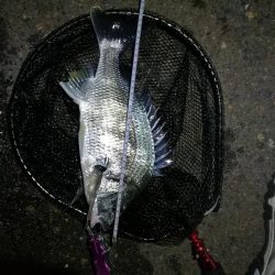 南港カモメ大橋のヘチ釣行 (キビレ38cm他釣果有りマス)