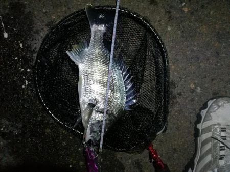 南港カモメ大橋のヘチ釣行 (キビレ38cm他釣果有りマス)