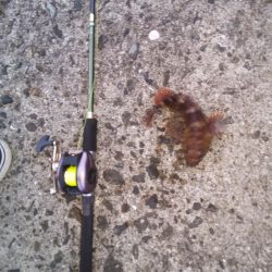 落とし込みで良サイズのアラカブ