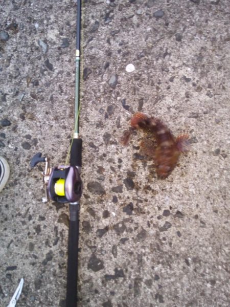 落とし込みで良サイズのアラカブ