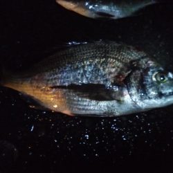 どしゃぶりの中，落とし込みでチヌを短時間で２匹