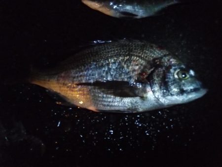 どしゃぶりの中，落とし込みでチヌを短時間で２匹