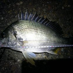 雨天後の南港カモメ大橋のヘチ釣行 （キビレ34cm他釣果ギリギリ有りマスｗ）