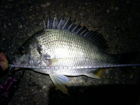 雨天後の南港カモメ大橋のヘチ釣行 （キビレ34cm他釣果ギリギリ有りマスｗ）