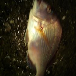 落とし込みでマダイ!