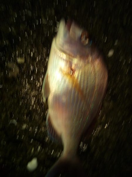 落とし込みでマダイ！