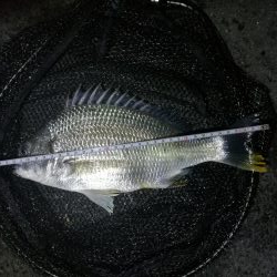 南港フェリーでヘチ釣行 （キビレチヌ（33cm他）ガシラ釣果）