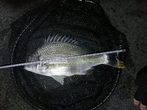 南港フェリーでヘチ釣行 （キビレチヌ（33…