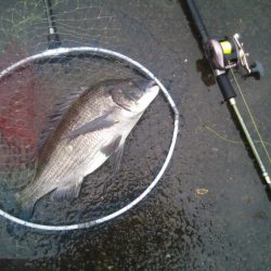 落とし込みで47センチのチヌ