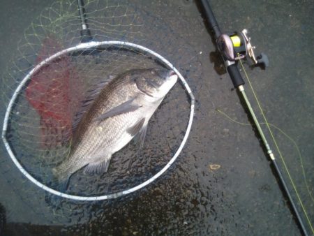 落とし込みで47センチのチヌ