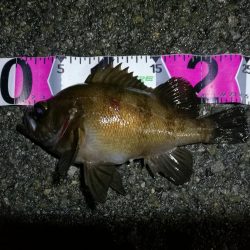 南港カモメ大橋のヘチ釣行 (小キビレ、黒メバル25cm釣果他有り!)