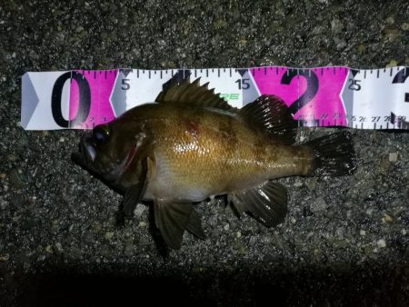 南港カモメ大橋のヘチ釣行 (小キビレ、黒メバル25cm釣果他有り!)