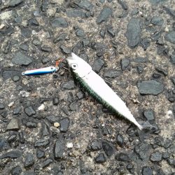 アジングに出掛けるも