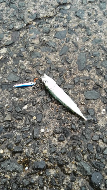 アジングに出掛けるも