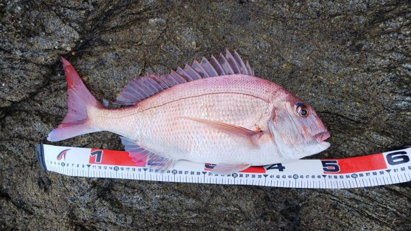 真鯛ルアー52センチ