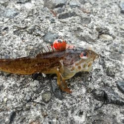 隣の芝は青い！？