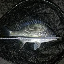 南港カモメ大橋のヘチ釣行 （キビレ30cm、ガシラ釣果）