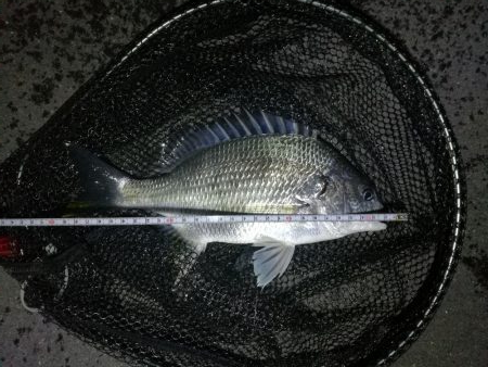 南港カモメ大橋のヘチ釣行 （キビレ30cm、ガシラ釣果）