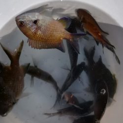 夕まずめを狙って