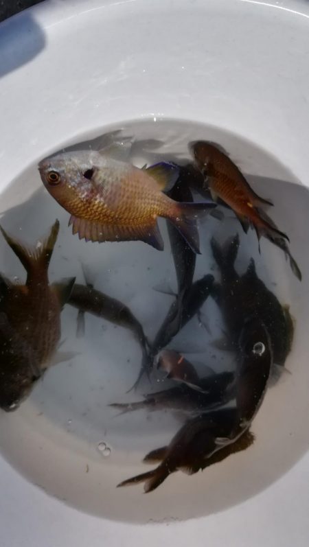 夕まずめを狙って