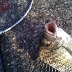 落とし込みでおすすめのイガイ