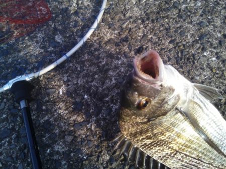 落とし込みでおすすめのイガイ