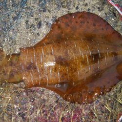 雨の中キロアップゲット