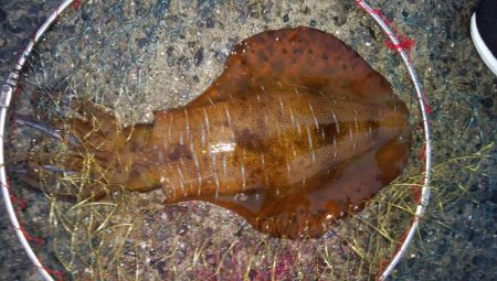 雨の中キロアップゲット