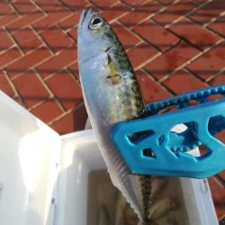 プルプルブルブル