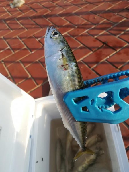 プルプルブルブル