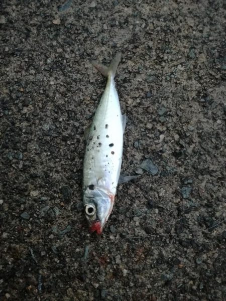 1匹釣れたら帰ります