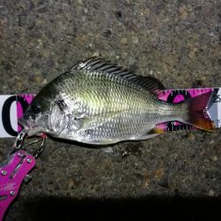 強風の南港フェリーヘチ釣り （悪条件下～小キビレ他小ガシラ釣果のみ）